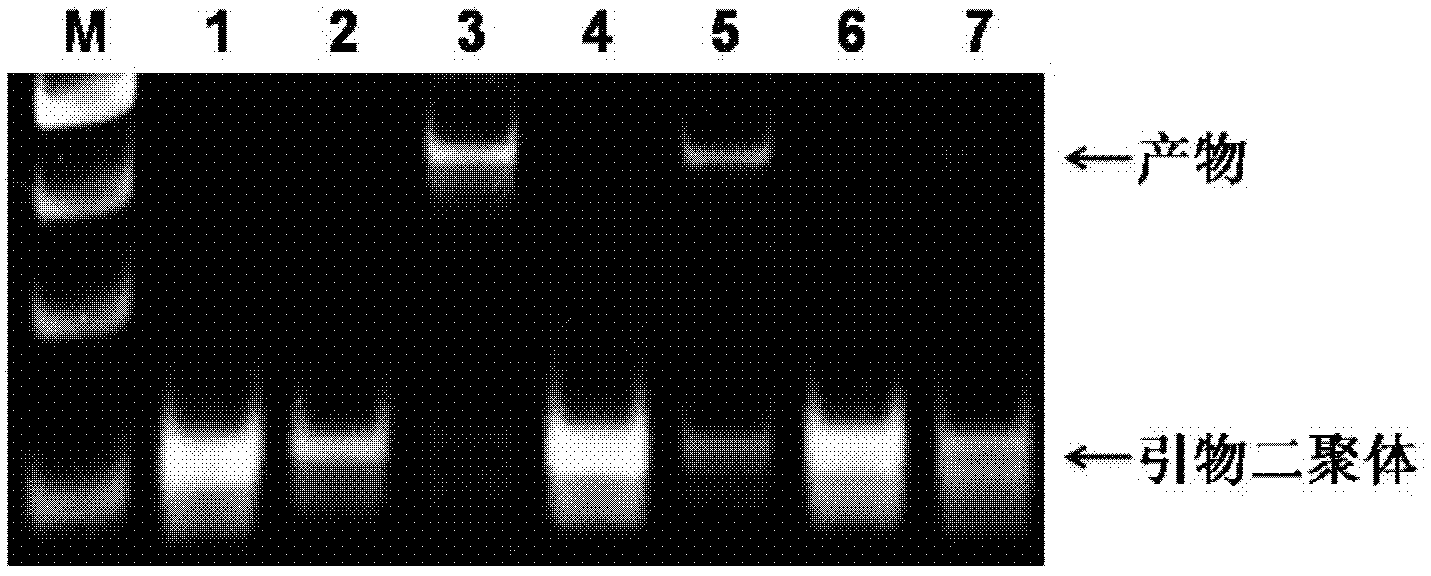 Enhancing method for polymerase chain reaction