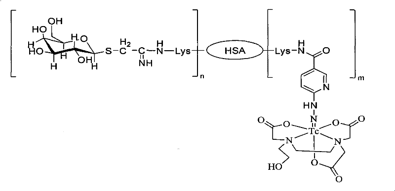 Technetium-99m marked 6-hydrazino pyridine-3-formamido novel lactose albumin complexes, preparation and use thereof