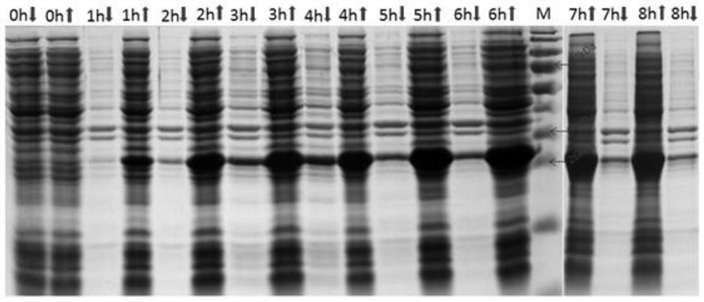 A kind of porcine circovirus type ii genetic engineering subunit vaccine and its application
