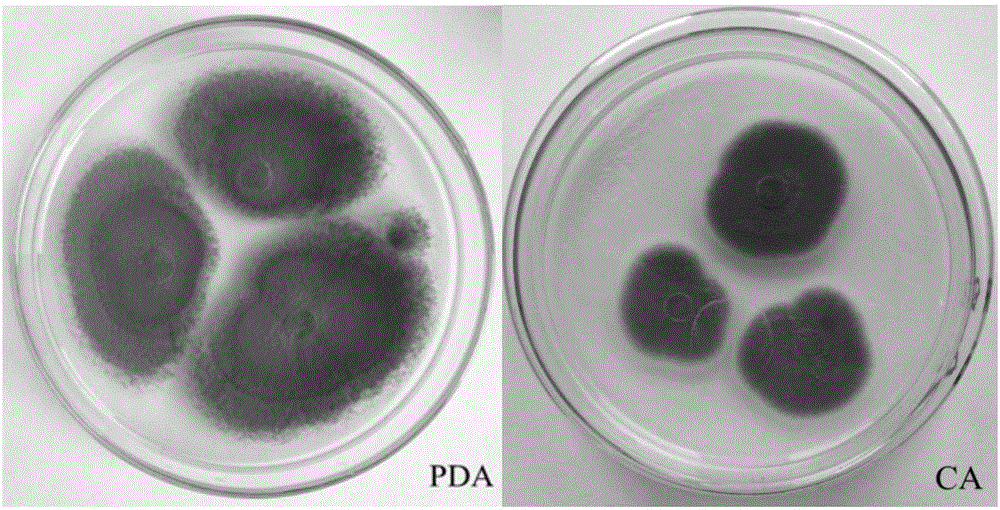 Endogenous penicillium capable of antagonizing four fusarium fungi and application thereof