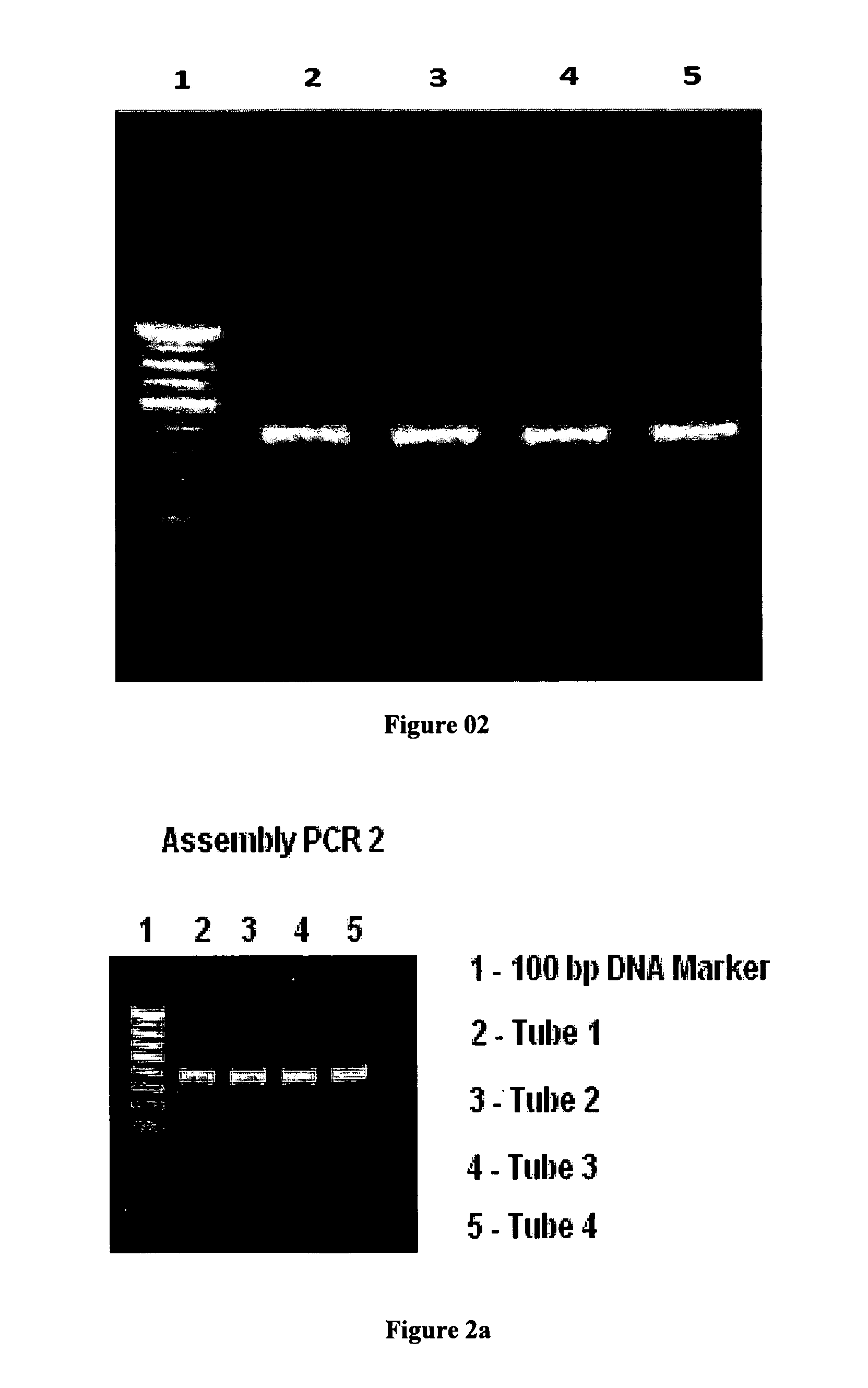 Polynucleotide and polypeptide sequence and methods thereof