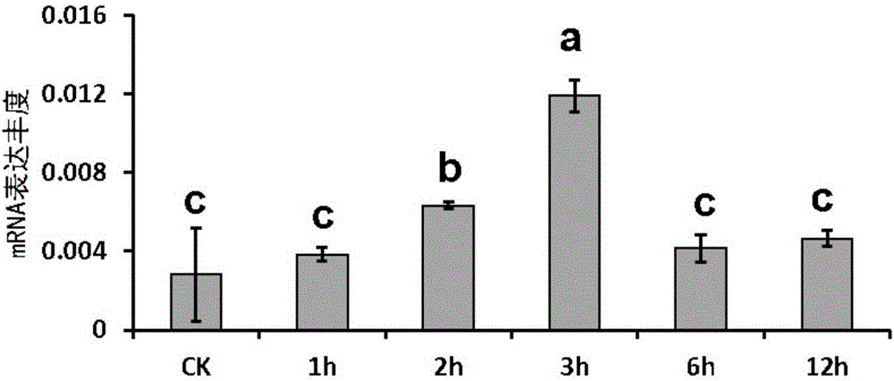 Plant heat resistance related protein TaXPD and coding gene and application thereof