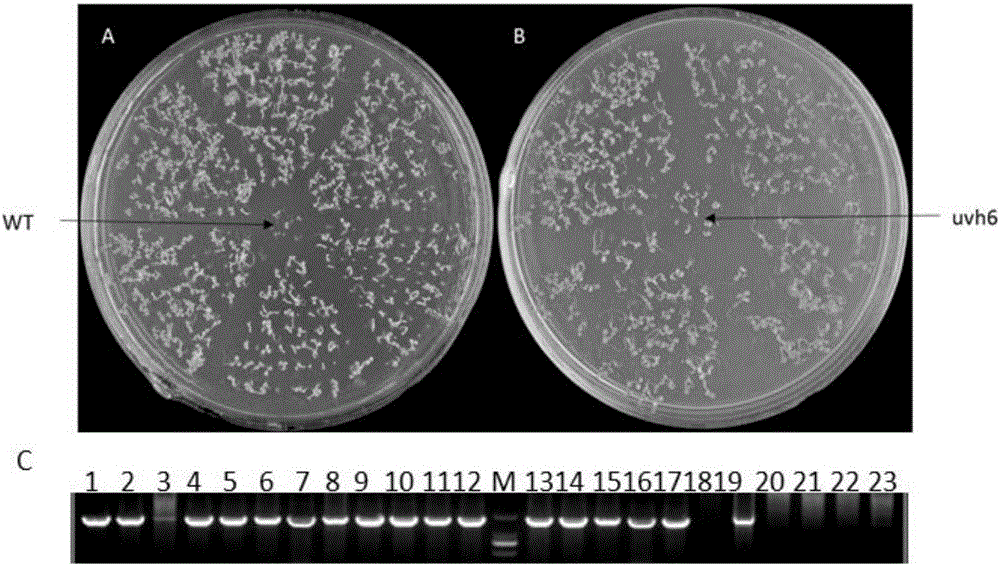 Plant heat resistance related protein TaXPD and coding gene and application thereof