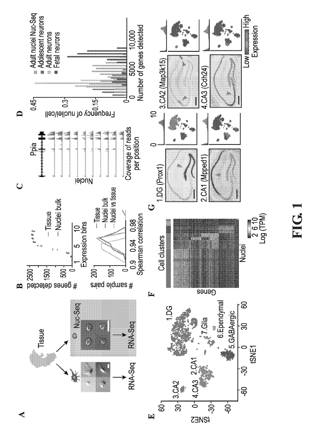 Methods for determining spatial and temporal gene expression dynamics in single cells