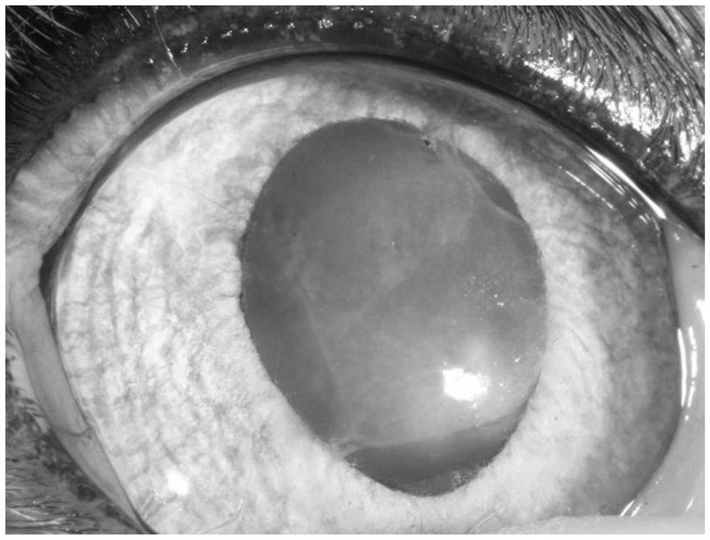 Corneal endothelial membrane based on human corneal stroma as carrier