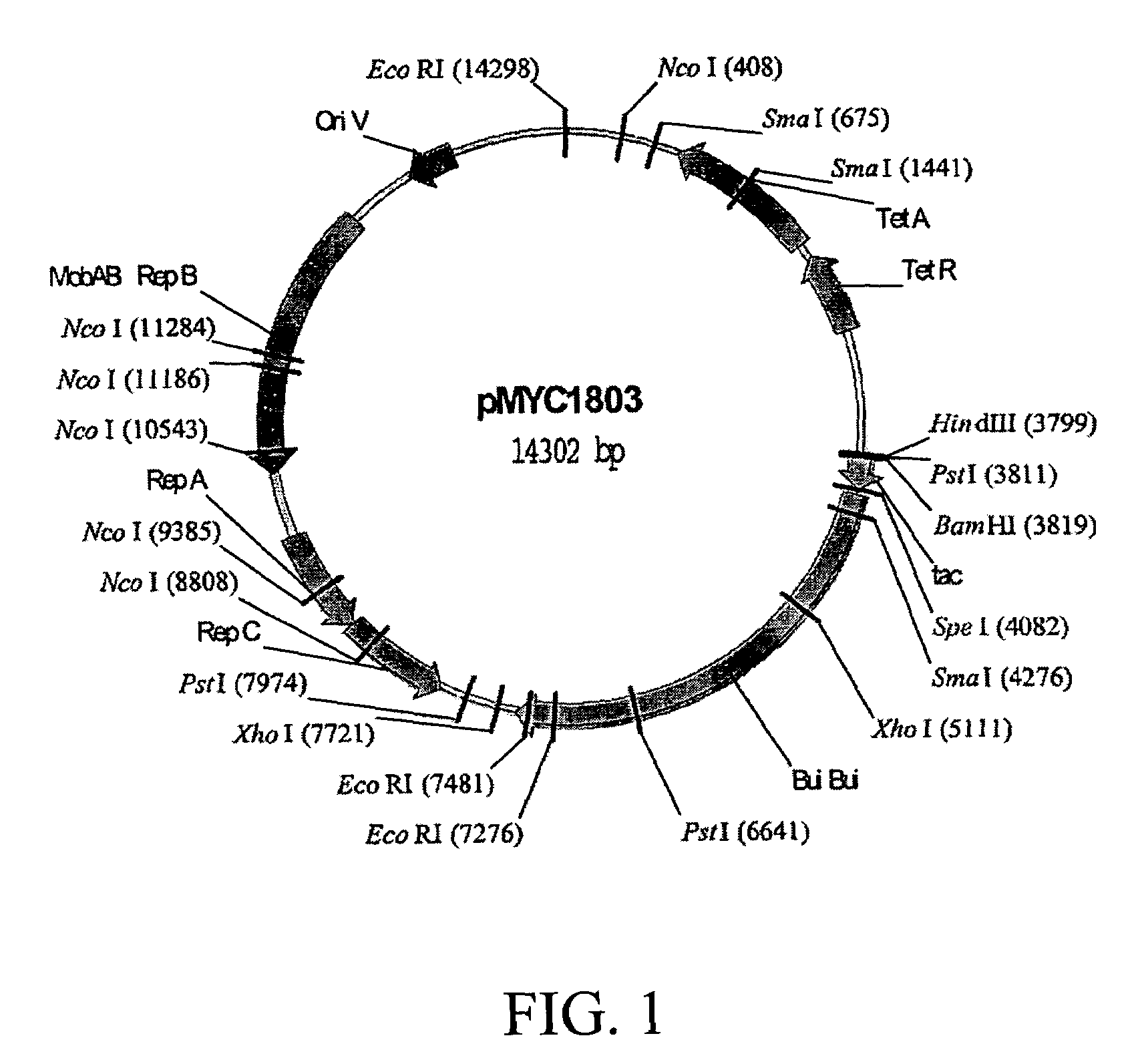 Amended recombinant cells for the production and delivery of gamma interferon as an antiviral agent, adjuvant and vaccine accelerant