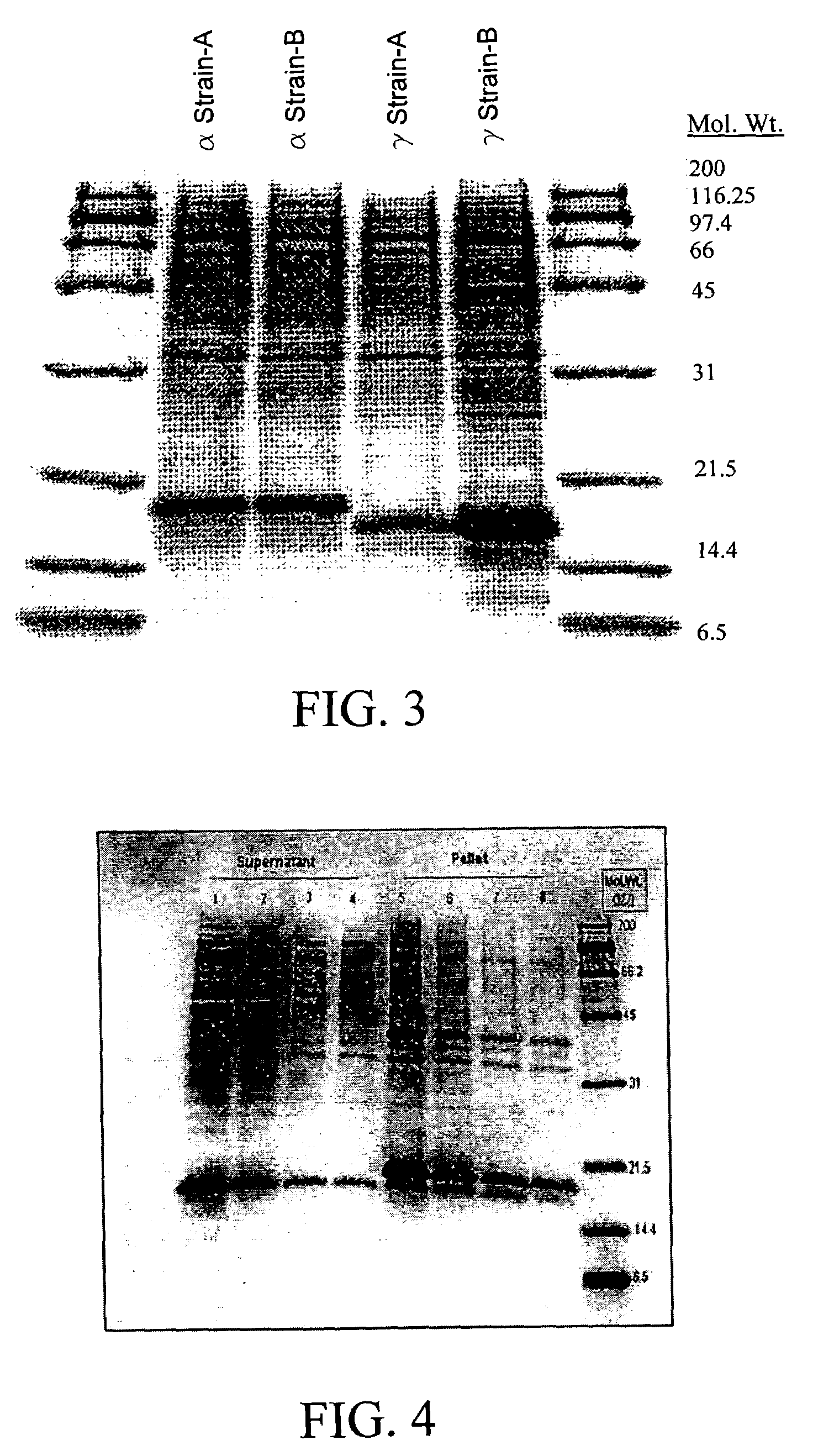 Amended recombinant cells for the production and delivery of gamma interferon as an antiviral agent, adjuvant and vaccine accelerant