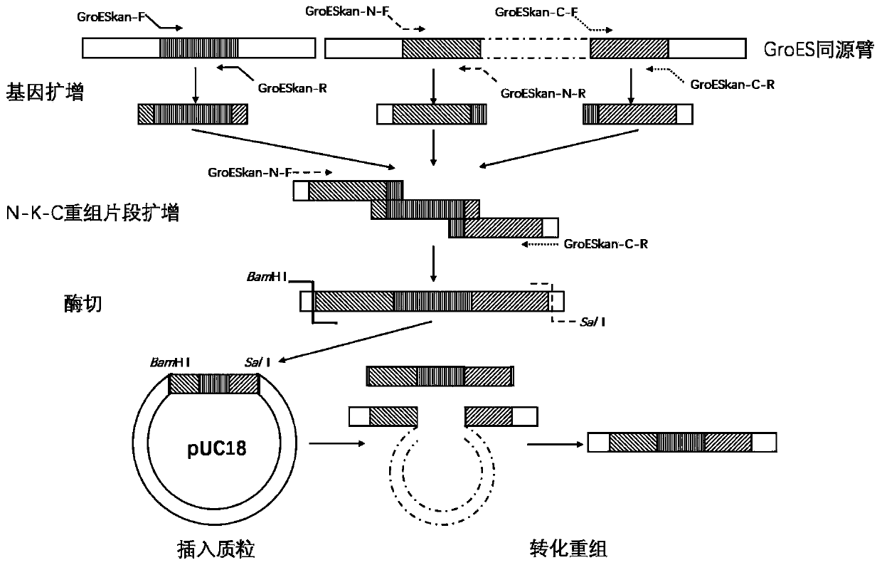 Construction and application of A19 Brucella GroES deleted mutant strain