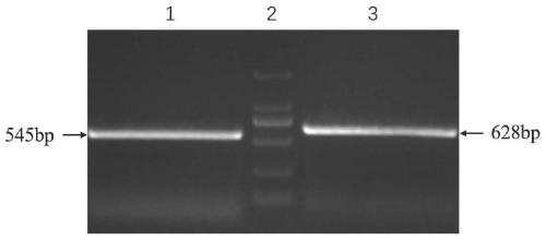 Construction and application of A19 Brucella GroES deleted mutant strain