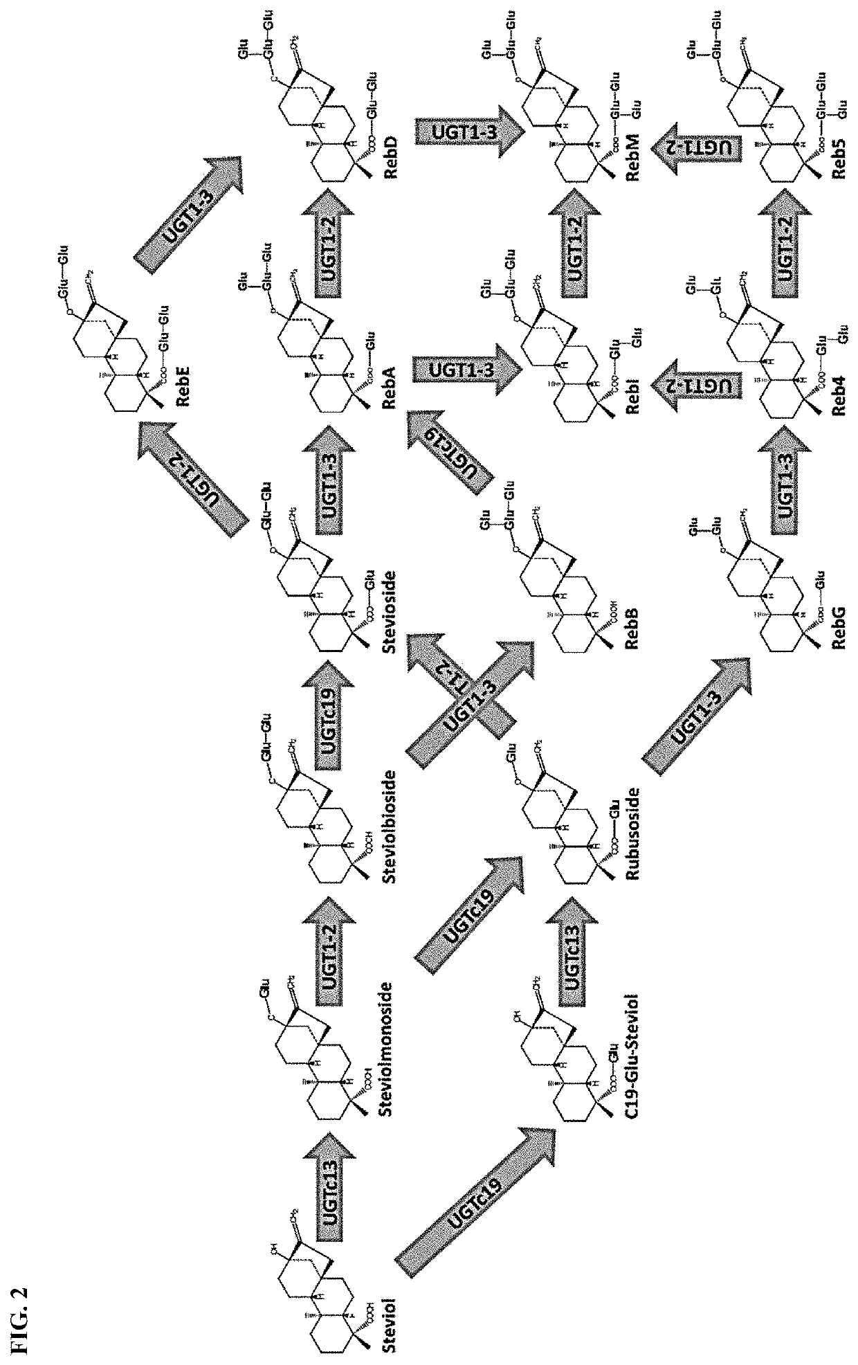 Uridine diphosphate-dependent glycosyltransferase enzyme