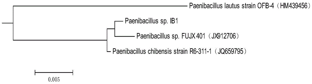 Microbial active filler containing paenibacillus sp., and application thereof