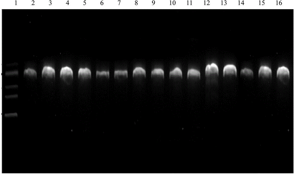 PCR-RFLP method for rapidly identifying radix tetrastigme and various counterfeits and adulterants of radix tetrastigme