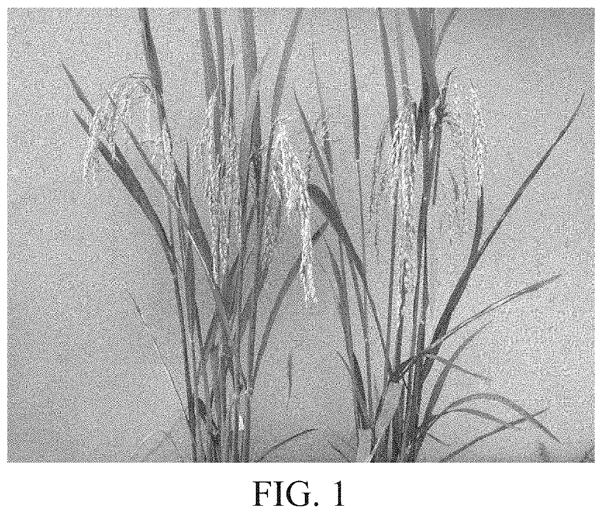 Polyploid rice two-line restorer line and breeding method thereof