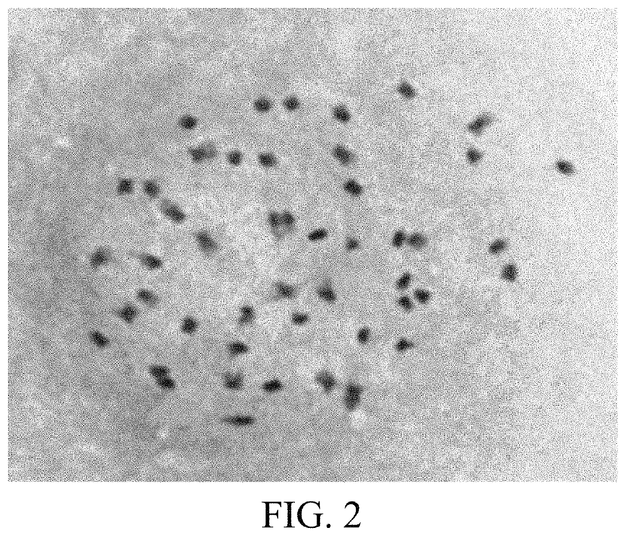 Polyploid rice two-line restorer line and breeding method thereof