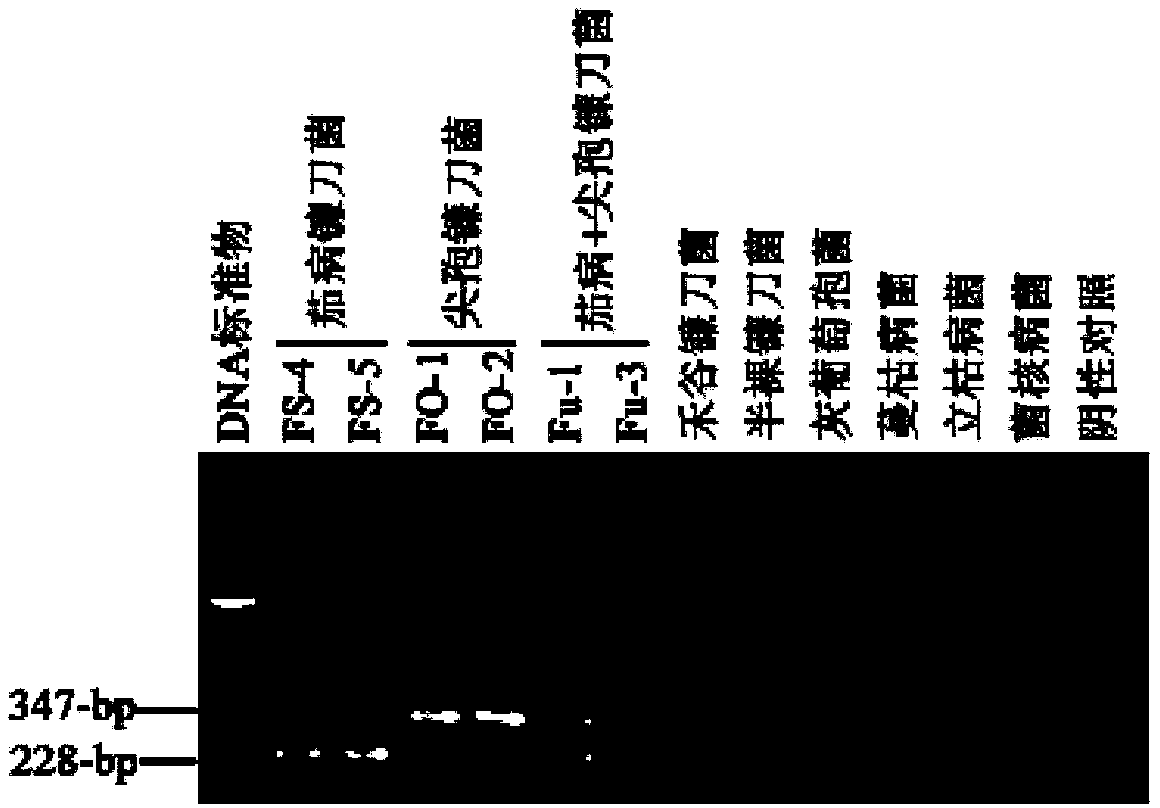 Sequences of primer for identifying fusarium solani and/or fusarium oxysporum, kit and method thereof