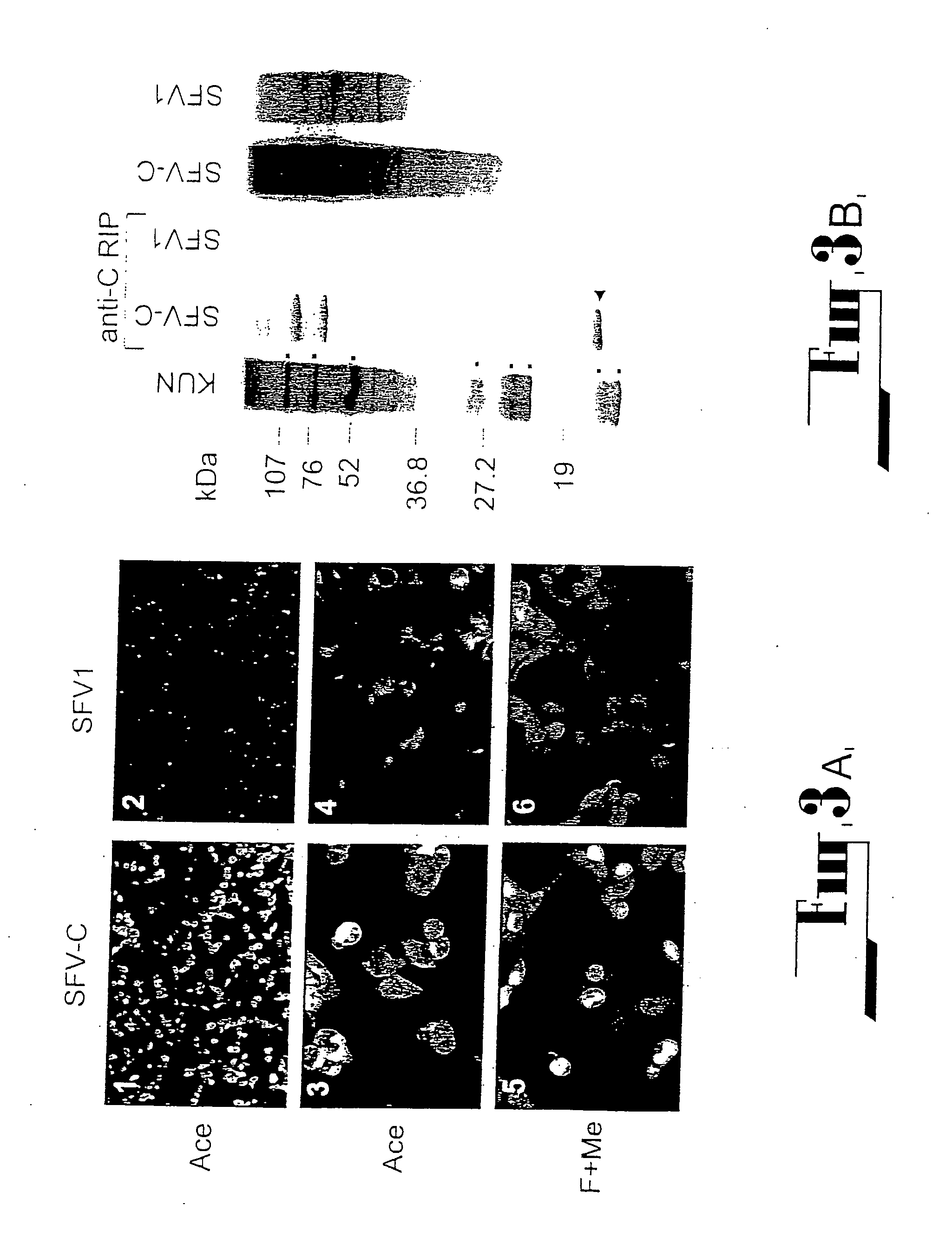 Flavivirus expression and delivery system