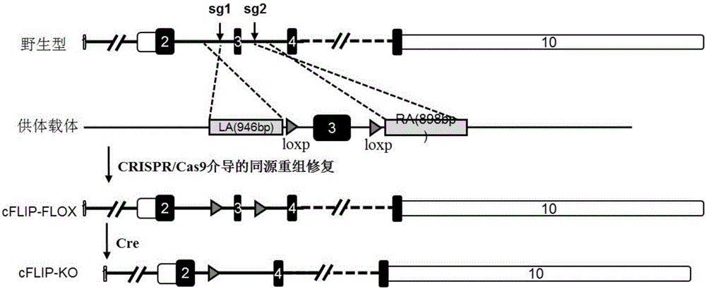 Application of cellular Fas-associated death domain-like interleukin-1 beta-converting enzyme-like inhibitory protein to treatment of fatty livers