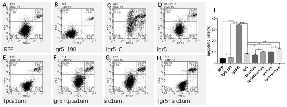 Application of Lgr5 gene in protection of inner ear hair cells and promotion of support cell regeneration
