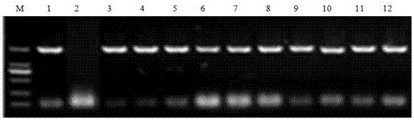 Application of NtRLK2 gene to resistance of tobacco to bacterial wilt