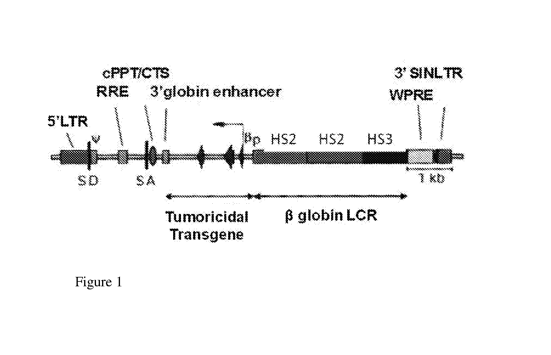 Sickled Erythrocytes and Progenitors Target Cytotoxics to Tumors