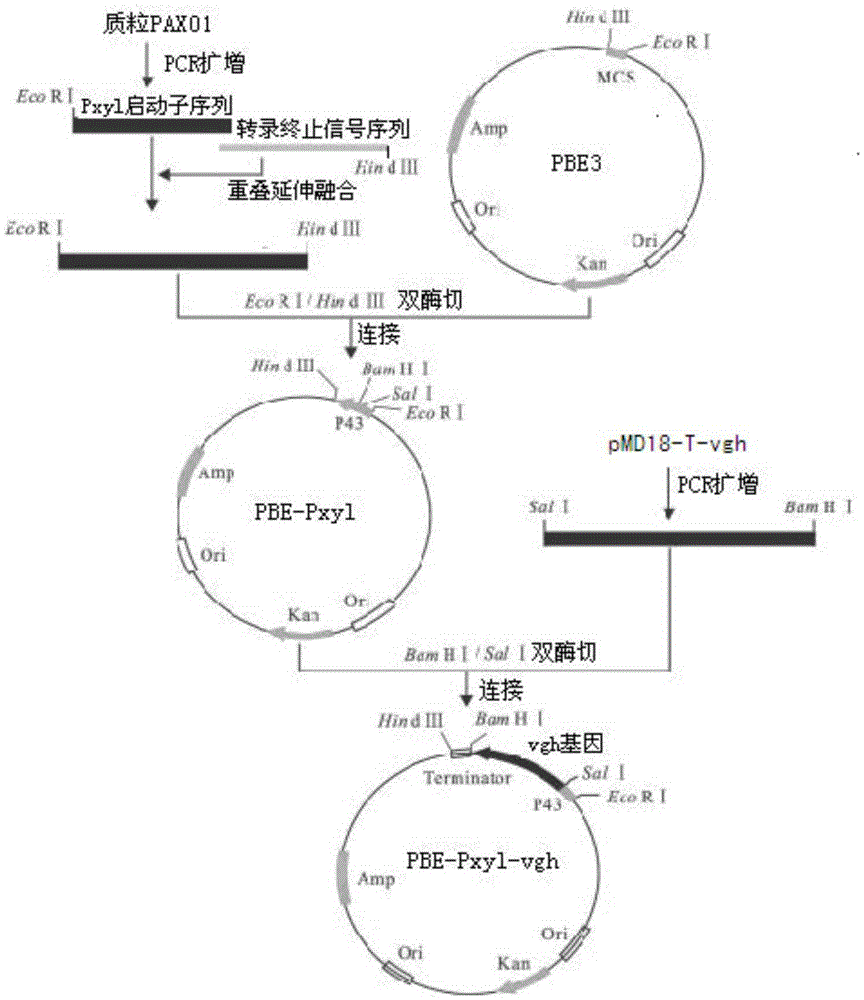 Vitreoscilla hemoglobin mutant and controllable expression of vitreoscilla hemoglobin mutant in genetically engineered bacteria