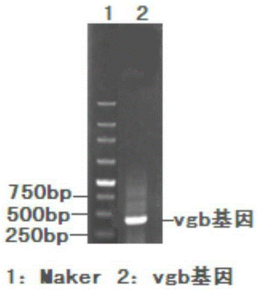 Vitreoscilla hemoglobin mutant and controllable expression of vitreoscilla hemoglobin mutant in genetically engineered bacteria