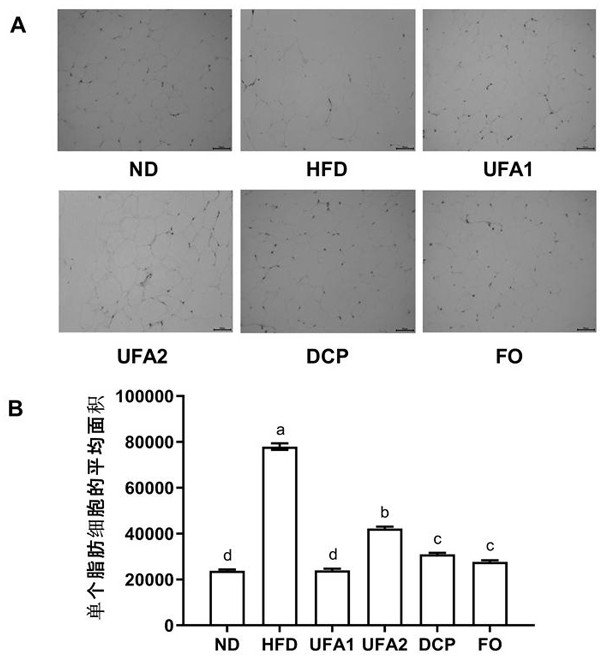 Preparation method of unsaturated fatty acid with weight-losing and lipid-lowering effects