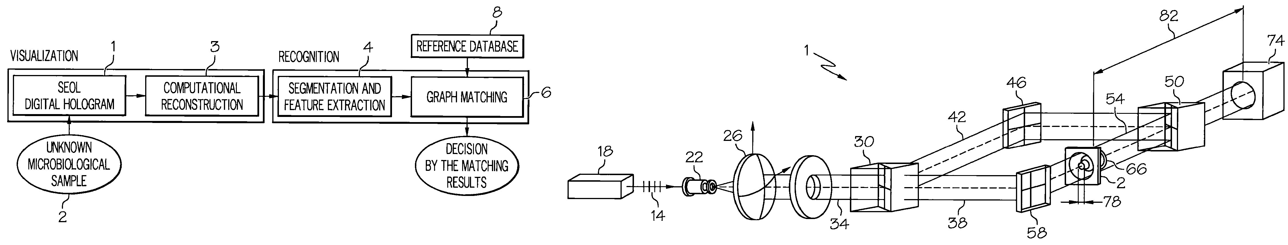 Method and apparatus for recognition of microorganisms using holographic microscopy