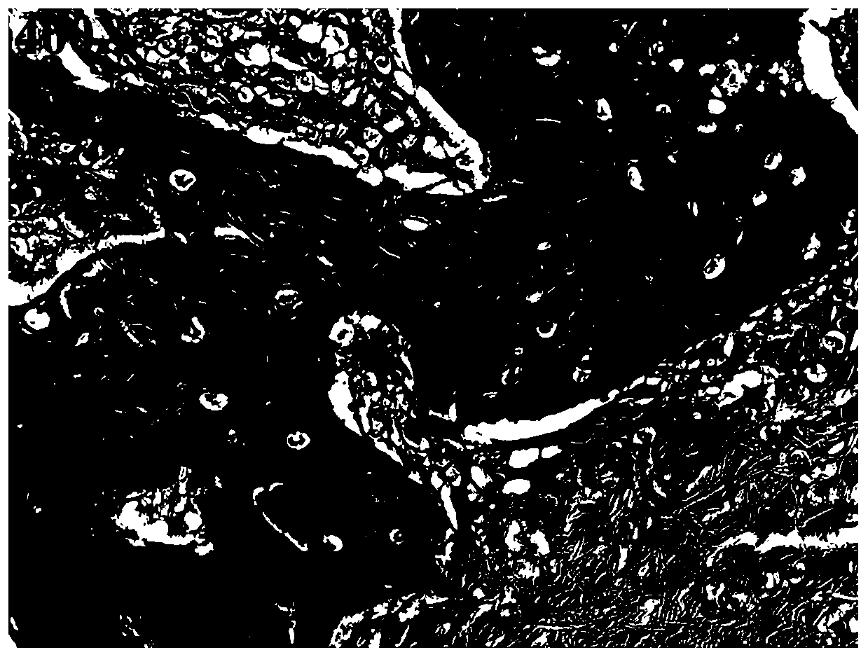 Fiber-based three-dimensional porous composite material for bone repair, its preparation method and molded product