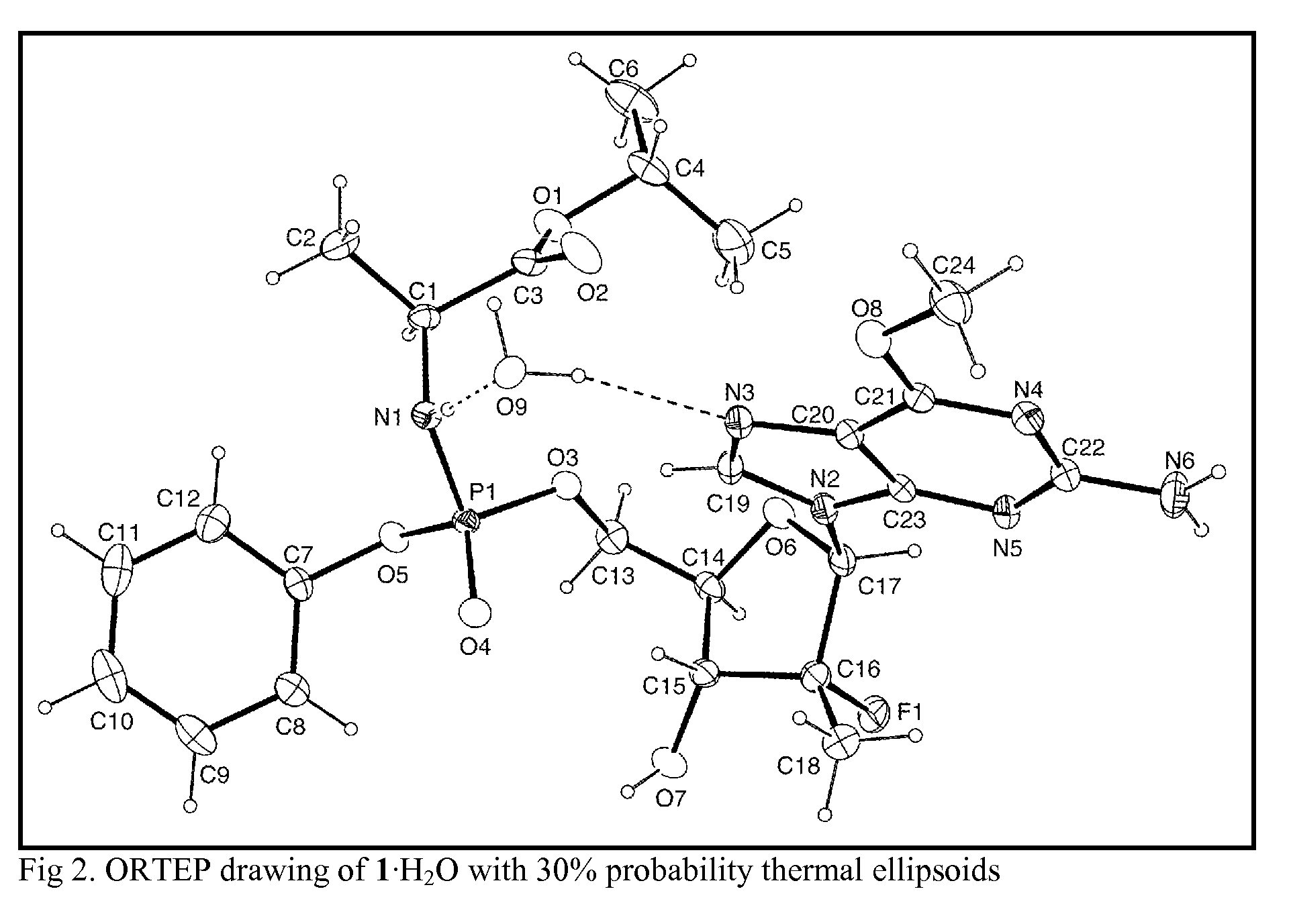 Purine nucleoside phosphoramidate