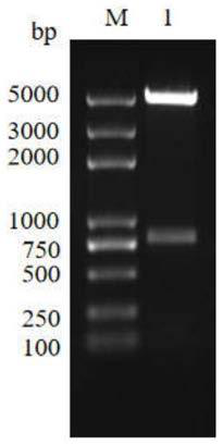 Bovine echinococcosis granulosa time-resolved fluorescence immunochromatographic assay test strip and preparation method thereof