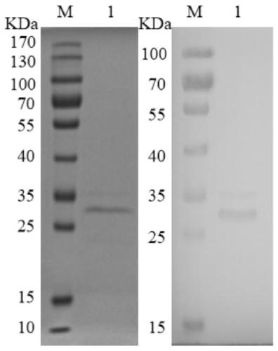 Bovine echinococcosis granulosa time-resolved fluorescence immunochromatographic assay test strip and preparation method thereof