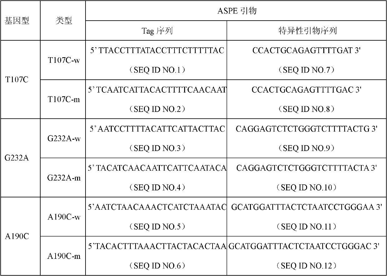 Specific primers and liquid phase chip for SNP (Single Nucleotide Polymorphism) detection of STK39 (Serine/Threonine Kinase) gene