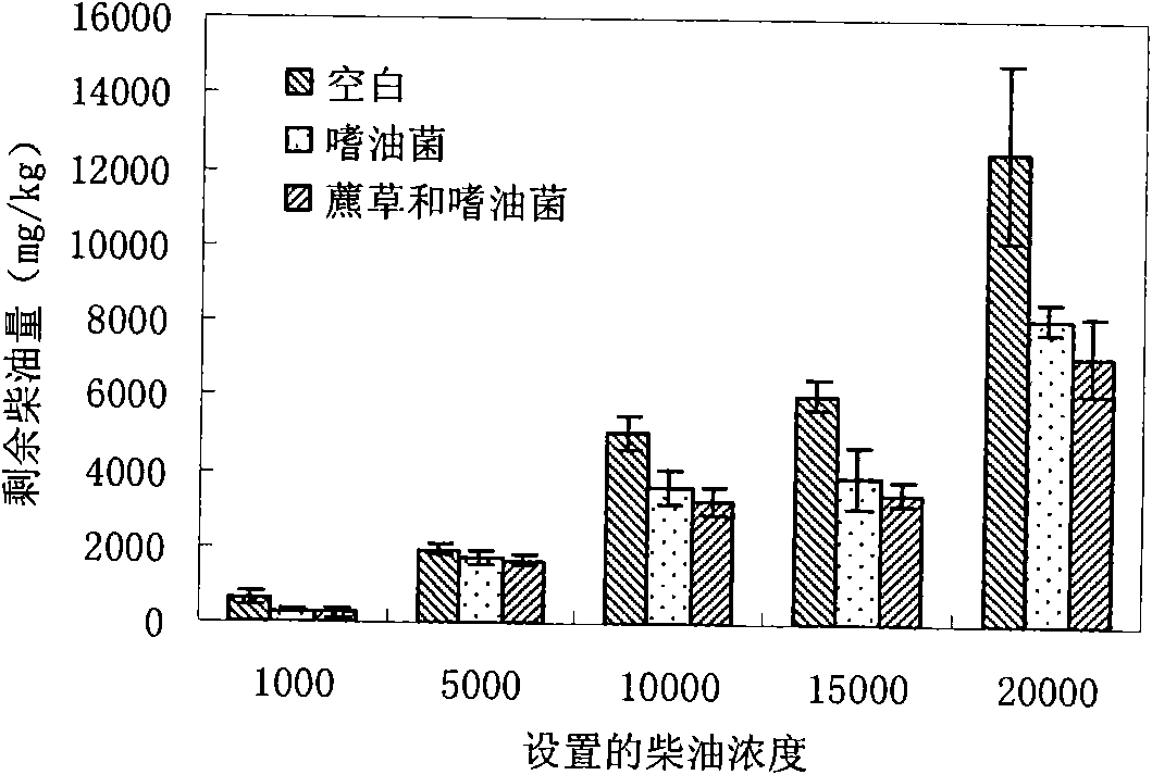 Method for restoring oil polluted wet land by combination of plant and microorganism