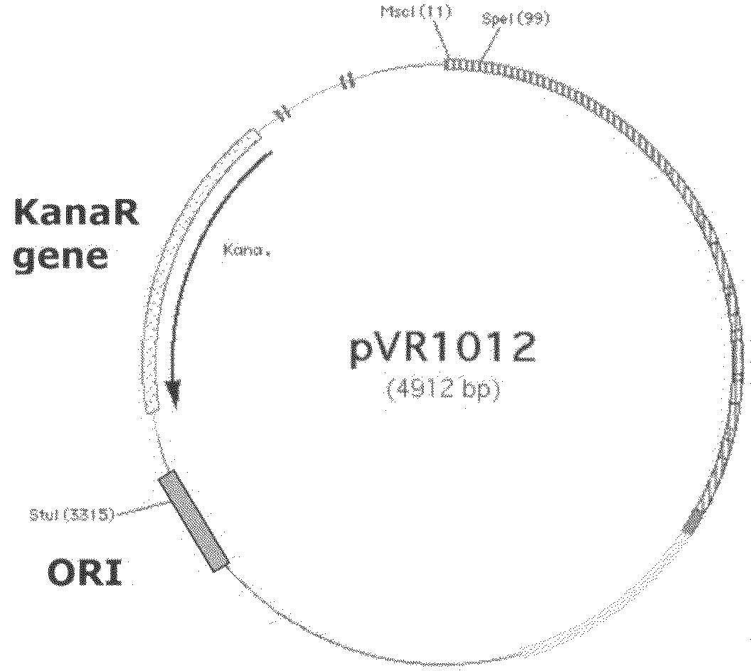 DNA plasmids having improved expression and stability