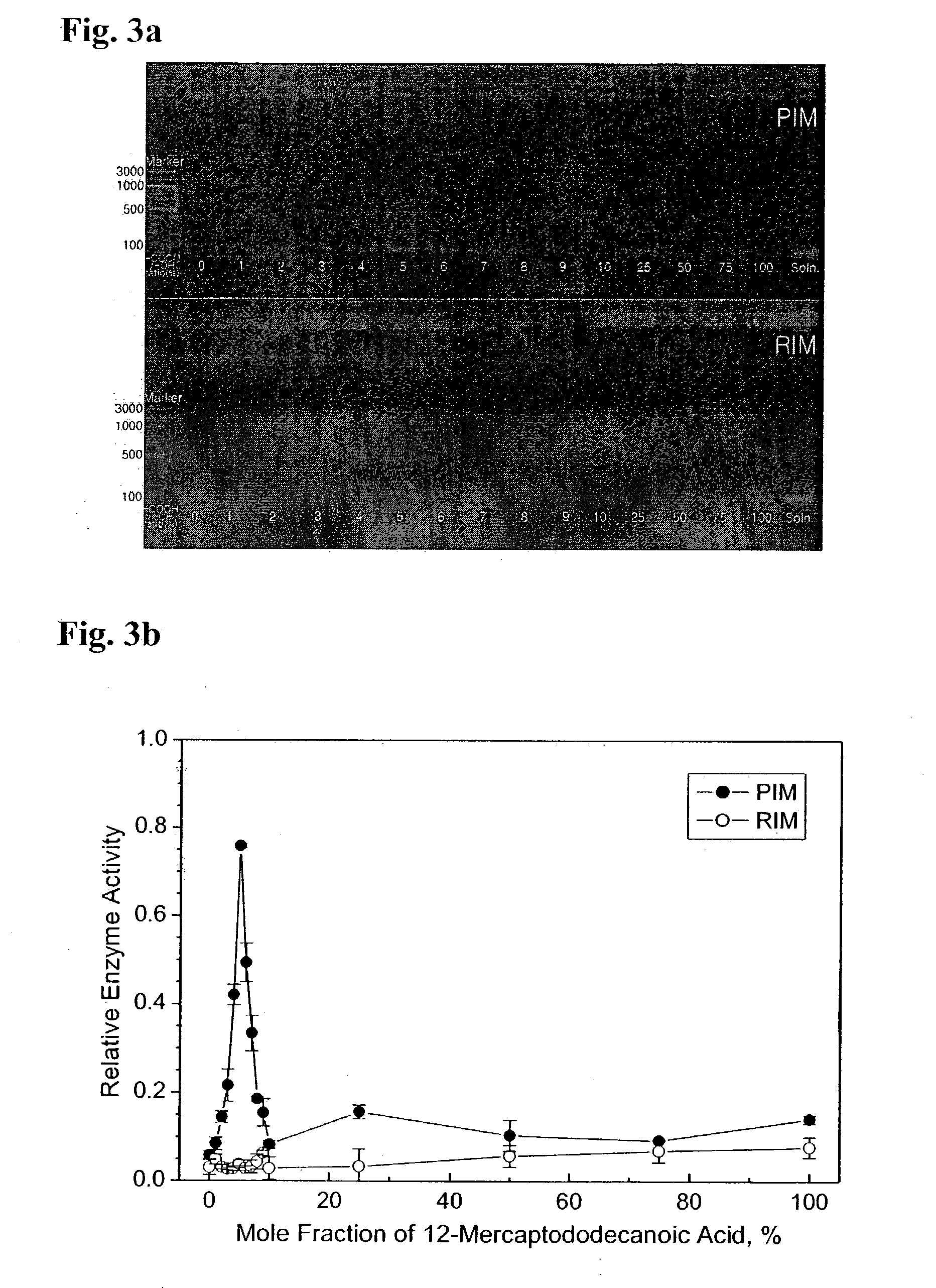 Immobilized DNA polymerase
