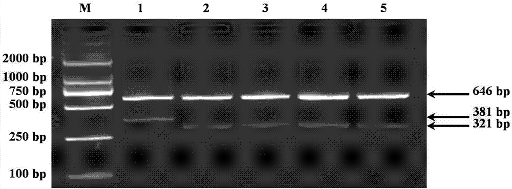 Four-primer molecular marker method for identifying ALS (acetolactate synthase) gene mutation generation of rice