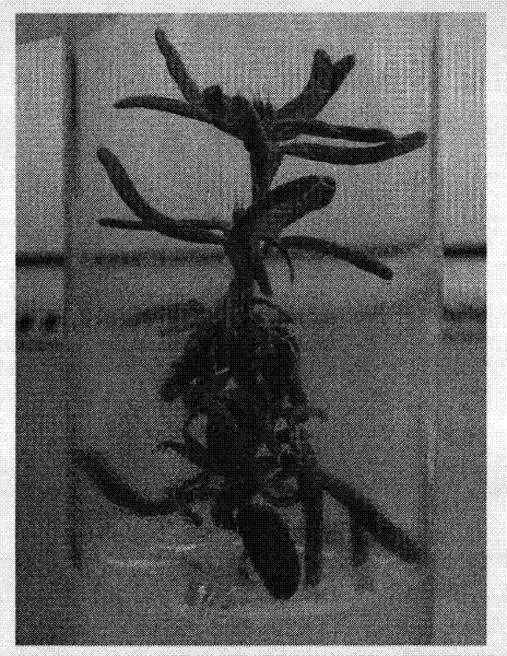 Method for propagating tetraena mongolica