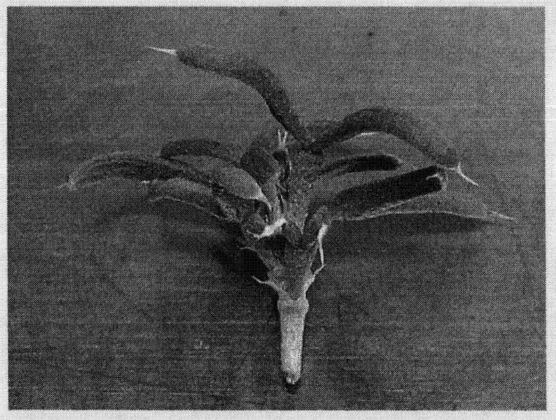 Method for propagating tetraena mongolica