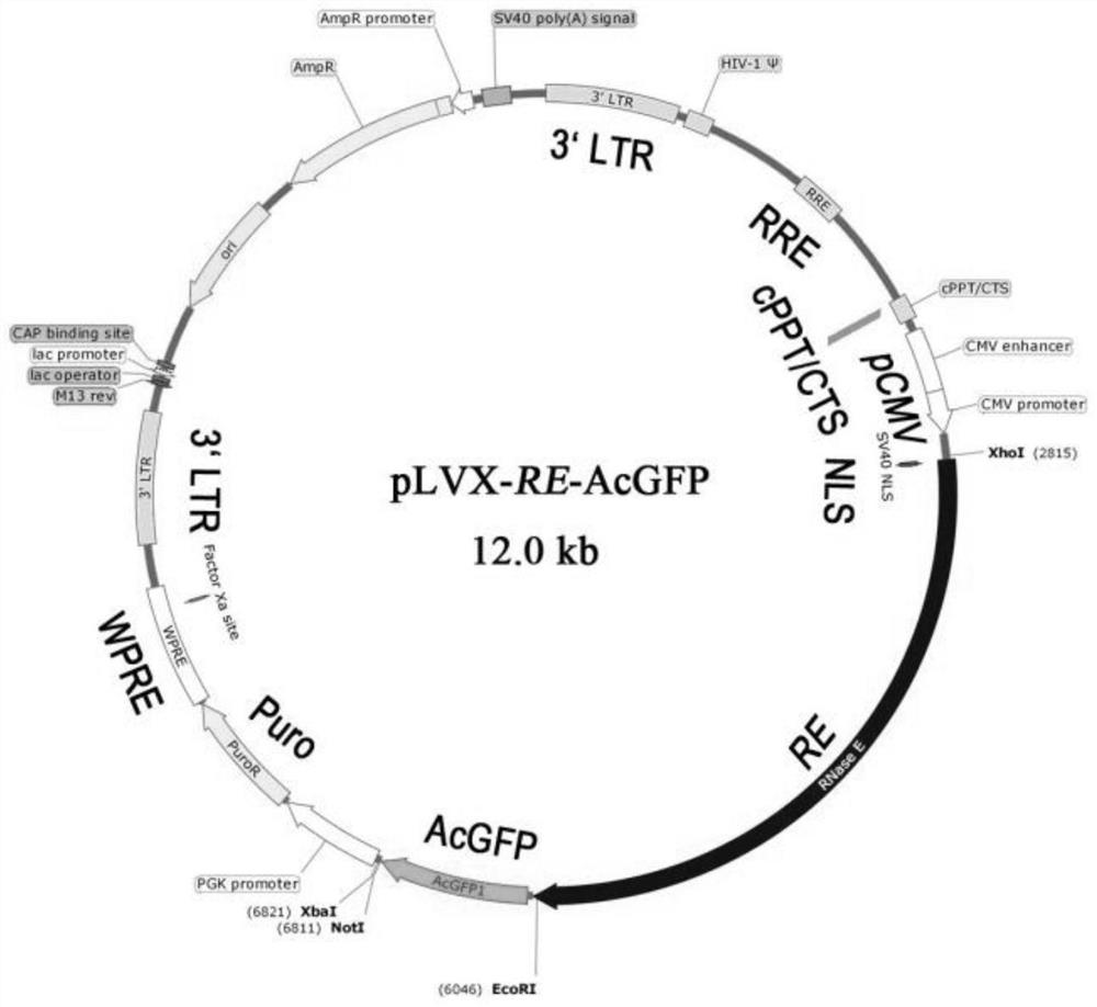 A kind of bacterial rnase E truncated body and application thereof