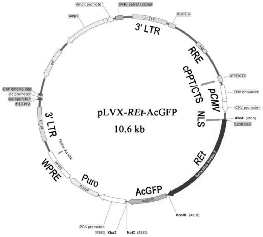 A kind of bacterial rnase E truncated body and application thereof