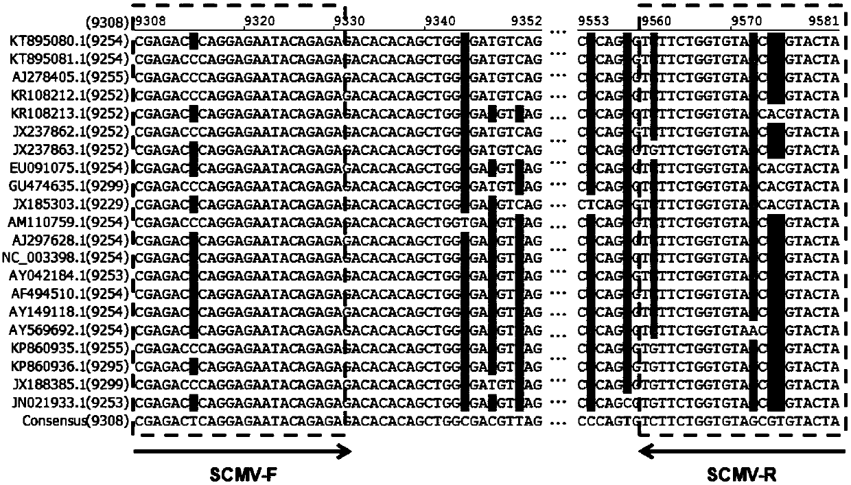 Multiple RT-PCR method for detecting five sugarcane viruses simultaneously as well as primer and kit thereof