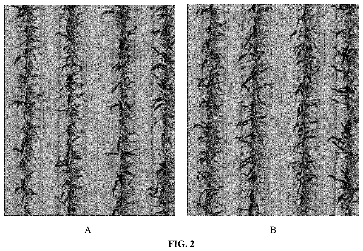 Systems and methods for rating vegetation health and biomass from remotely sensed morphological and radiometric data