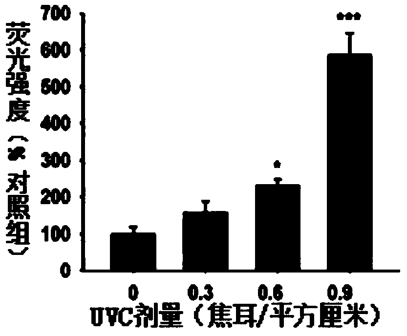 A method for non-invasive detection of ultraviolet light-induced skin damage in vivo and its detection equipment