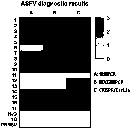 Method for rapidly and precisely detecting African swine fever virus on basis of CRISPR/Cas12a and application