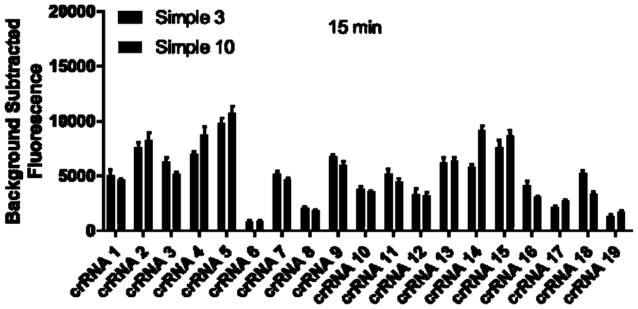 Method for rapidly and precisely detecting African swine fever virus on basis of CRISPR/Cas12a and application