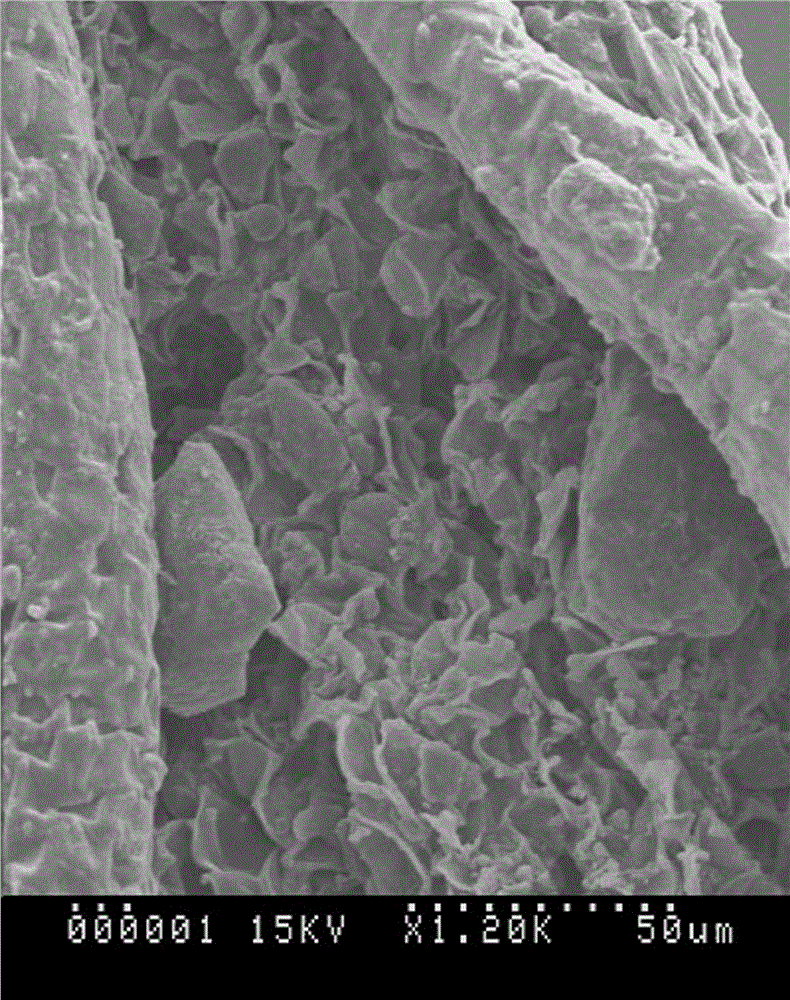 Moss scanning electron microscope observation material and preparation method thereof