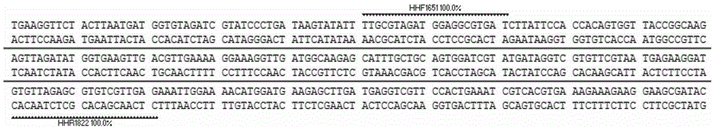 Safflower DNA bar code standard gene sequence