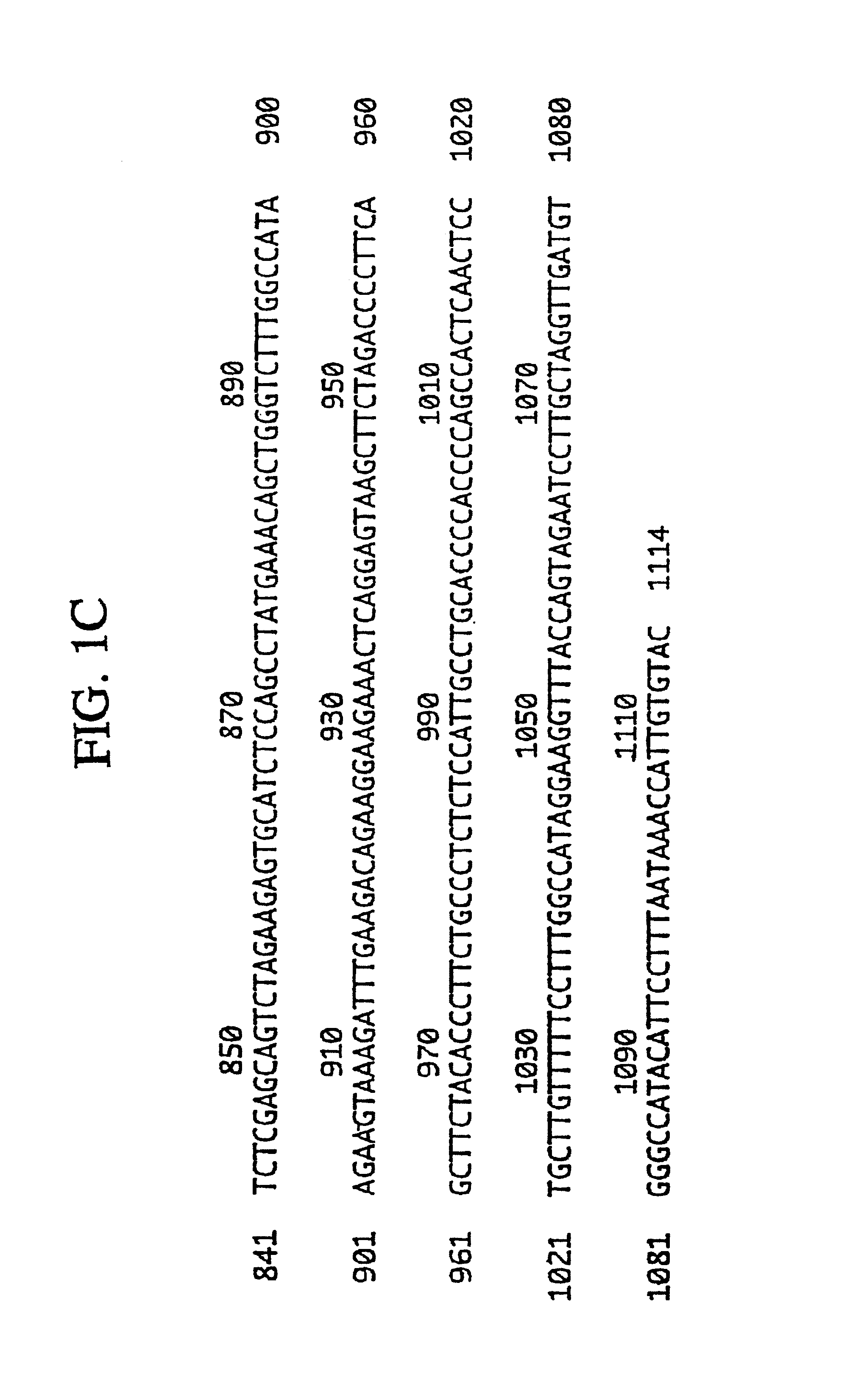 Colon specific gene and protein