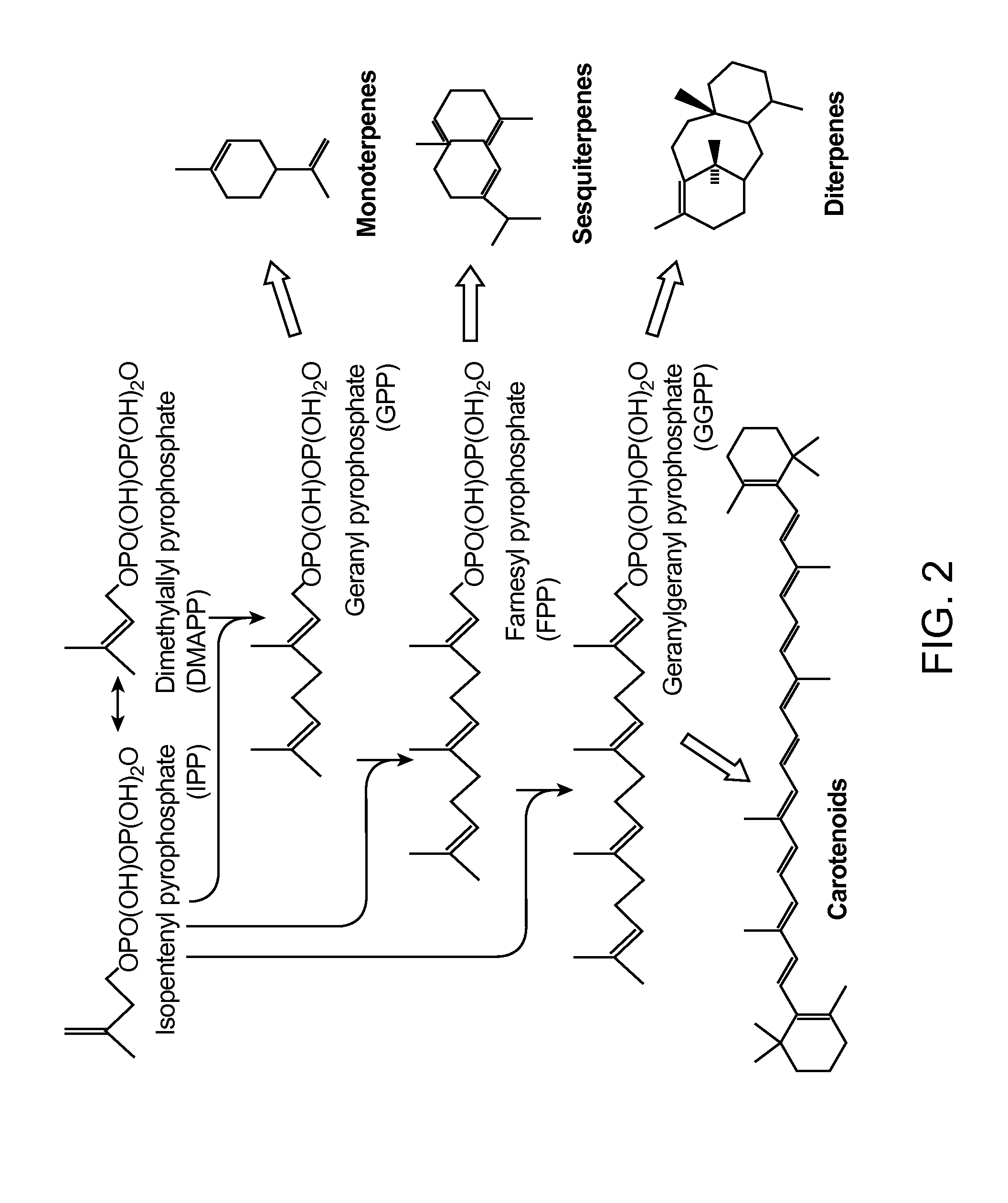 Production of acetyl-coenzyme a derived isoprenoids